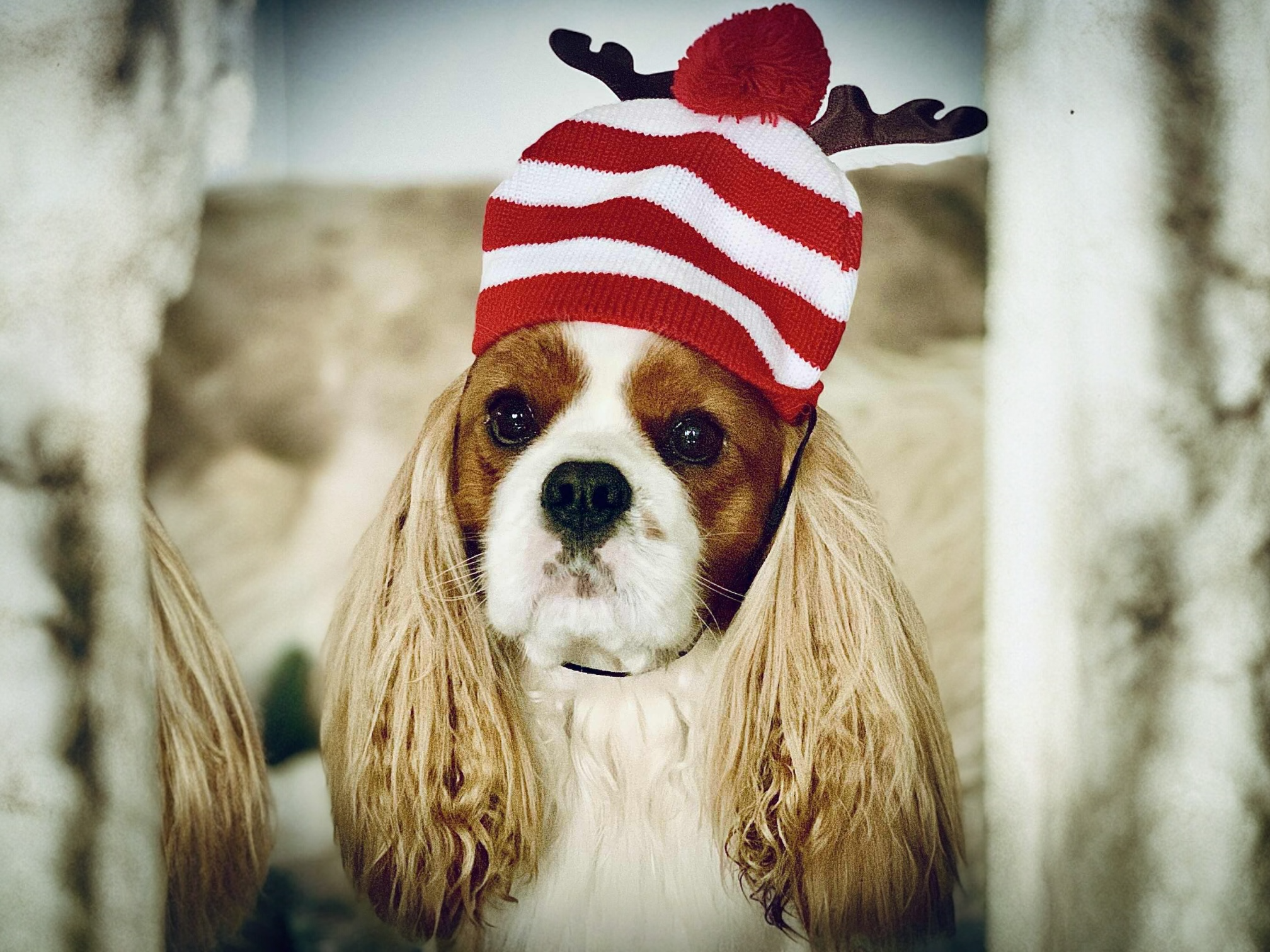 Your Invitation to Vote for the 2026 SCKCSC Yearbook Cover Photo