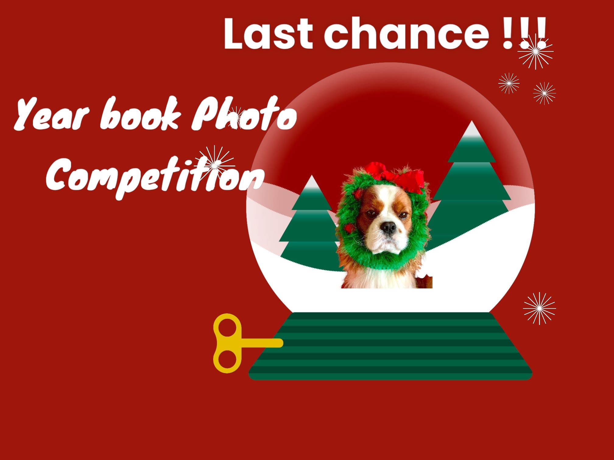 Entries for the 2025 Scottish Cavalier Yearbook Cover Photo Page - Now Closed!