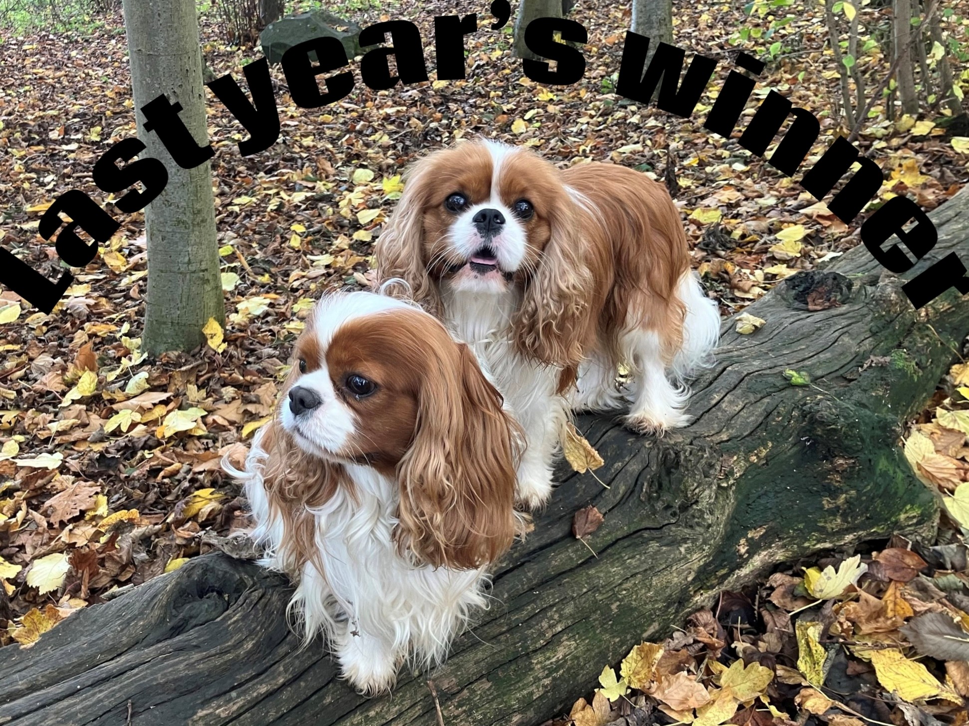 2026 Yearbook Cover Photo Competition